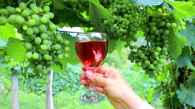 Glass with rose wine in woman's hand with green vines backgroung in Georgian wine farm