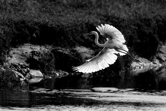 great egret landing