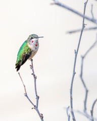 Naklejka premium Juvelile Ruby-throated Hummingbird Perching on Small Tree Limb