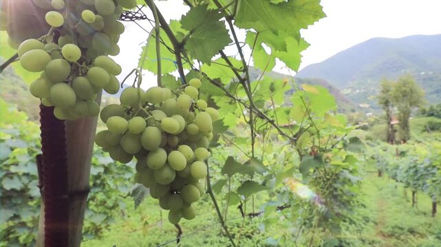 Beautiful vinery afrm in Georgia, mountain hills with vines and the small house in Adjaria area of Georgia