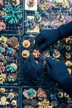 Hands in dark gloves use tweezers to plant small coral fragments on mounting plugs in an underwater reef nursery