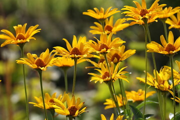 Yellow heliopsis flowers blooming in a sunny summer garden, Heliopsis helianthoides © Olga