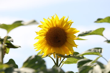 Bright yellow sunflower in full summer bloom, vibrant golden petals surrounding a fresh central disk © Olga