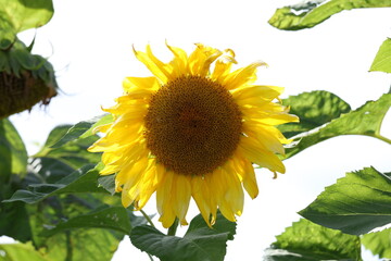 Golden sunflower flower opening in the summer sun, vivid petals and textured central disk © Olga