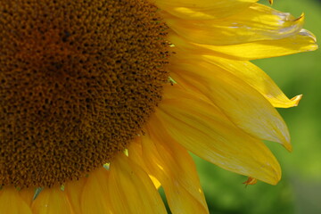 Sunflower bloom with selective focus on golden petals and textured center © Olga