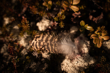 feather on the ground © Veronika