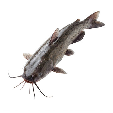 Fresh catfish swimming in water viewed from above showing its spotted skin and long whiskers for fishing
