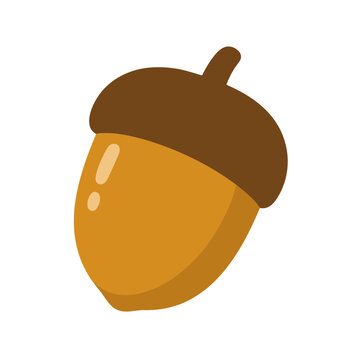 acorn vector illustration