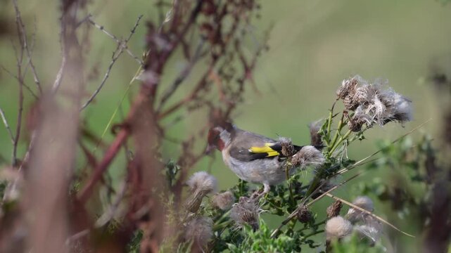 A goldfinch eating thistle seeds