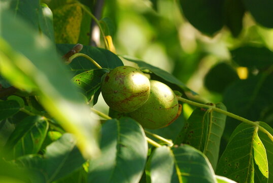 Green walnuts growing