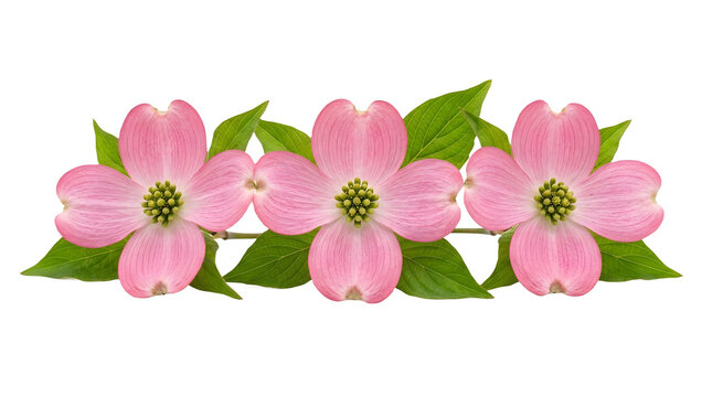 Pink dogwood flowers isolated on white background for spring floral design