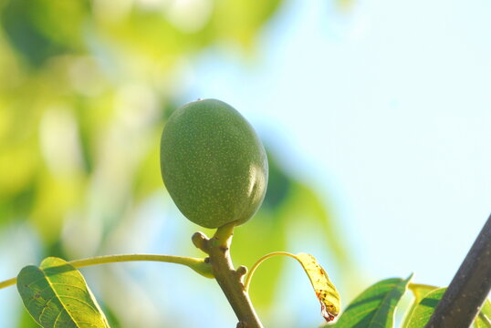Green walnuts growing