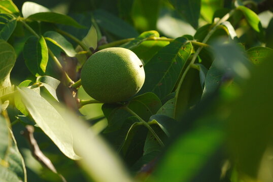 Green walnuts growing

