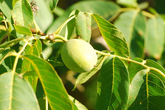 Green walnuts growing 