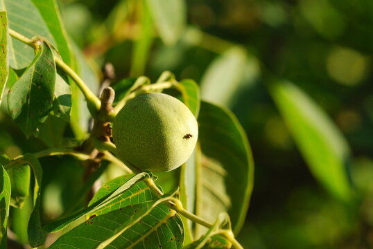 Green walnuts growing
