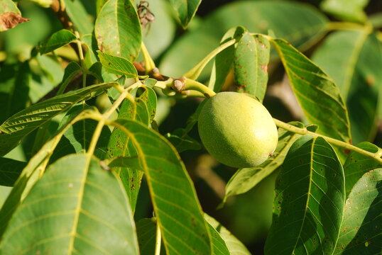 Green walnuts growing








