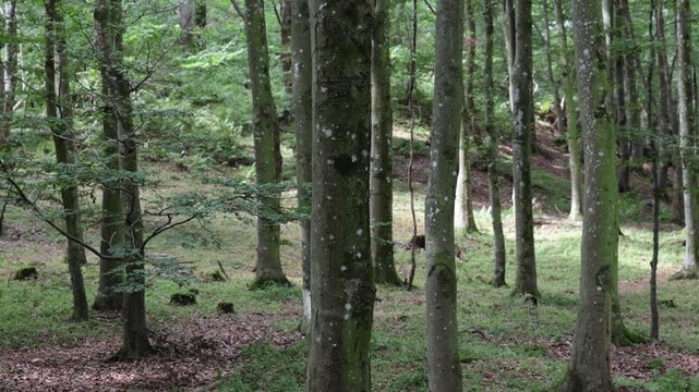 Molle, Sweden A stand of Alder trees in the forest. 