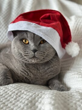 Cat in a Santa Claus hat