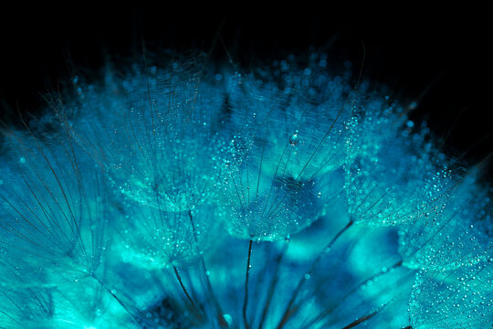 Extreme macro abstract close-up of cyan dandelion seeds with water drops for digital wallpaper, modern background design, and textile pattern texture