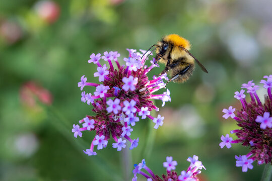 Bumblebee, common carder bee, on top of purple verbena flowers, in a garden in Kent, England, UK in August on a sunny day.