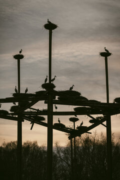 White Stork at Sunset in CMA (Ciudad del Medio Ambiente) in Garray, Soria, Spain. Large Nest.