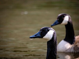 Canada geese on a small lake © Matthias Hafner