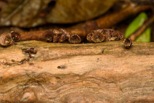 bird's nest fungi with peridioles growing on decaying wood