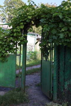 Open green metal gate entwined with lush grape vines leading into a cozy rustic backyard on a bright sunny day, country living and dacha concept.