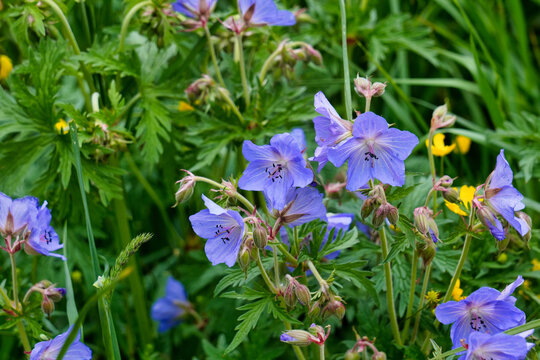Wiesenstorchenschnabel, auch blaues Schnabelkraut genannt, ist eine Blumenart aus der Gattung Storchschn&auml;bel (Geranium pratense)
