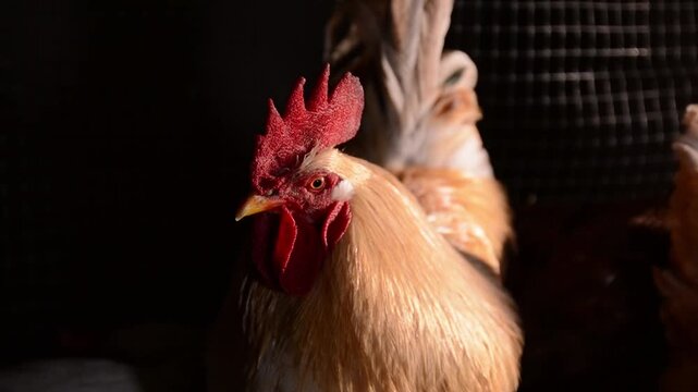 A rooster sits in a chicken coop among other chickens. The rooster's head is in close-up, surrounded by dim lighting with morning sunlight shining from the side. 