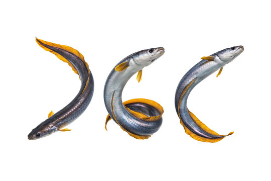 Three long silver eels with yellow fins swimming in different dynamic curving poses isolated on a transparent background