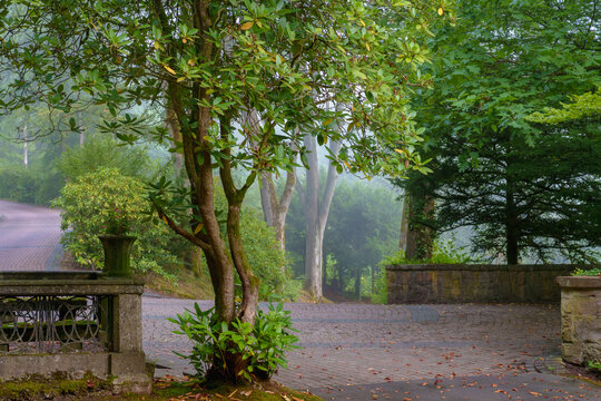Nach der Hitze und dem regen kommt der Dunst im Nebel am Morgen im Waldpark Friedhof 