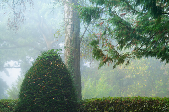 Nach der Hitze und dem regen kommt der Dunst im Nebel am Morgen im Waldpark Friedhof 