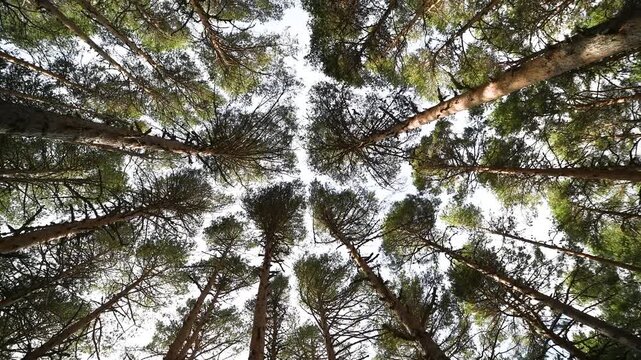 Looking up at tall green trees in dense forest camera panning