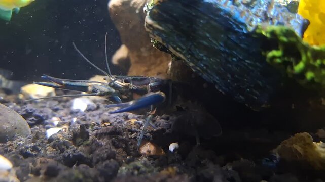 Procambarus alleni crayfish underwater, vibrant blue claws in fish tank, active crustacean exploring gravel, exotic aquatic pet hiding under rock, freshwater ecosystem macro shot