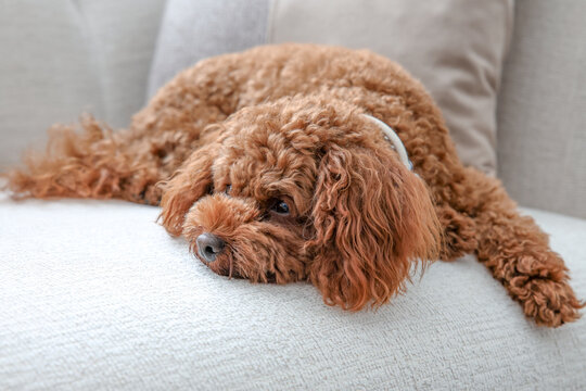 Toy Poodle is lying on the sofa