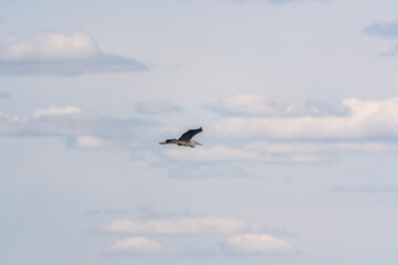 Obraz premium The flight of the grey heron, latin name Ardea cinerea