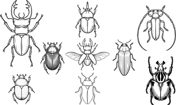 Vintage Sketch Beetle Insect Icon Collection Featuring Stag, Rhino, and Dung Beetles for Retro Entomology Graphics, Tattoos, Logos, and Scientific Educational Designs