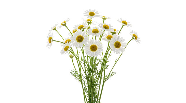 Bouquet of daisies with green stems for spring decoration.