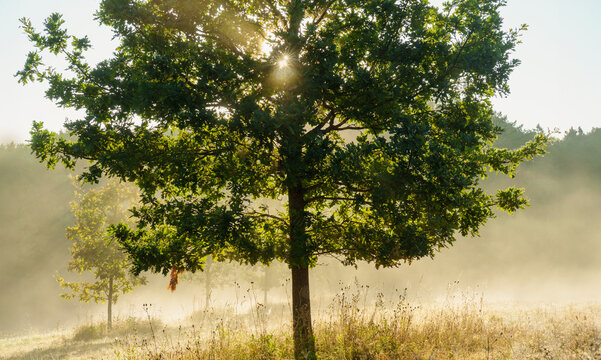 Nebel am Morgen mit Lichtstrahlen durch Baumkrone,  Wald am Feldrand mit B&auml;umen im August