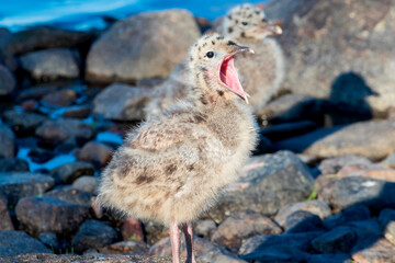 A common gull chick stands on the rocky shore of a reservoir. © Ludmila