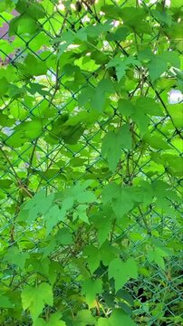 Lush Green Climbing Vines Growing on Wire Mesh Fence in Sunlight