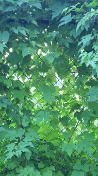 Lush Green Climbing Vines Growing on Wire Mesh Fence in Sunlight