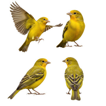Four colorful birds perched in a row