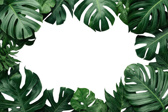 Tropical green monstera leaf frame with empty center