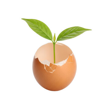Sprout growing from a cracked brown egg