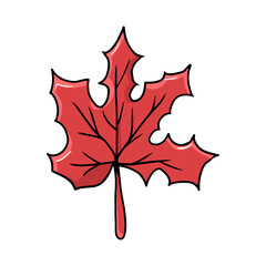 Fototapeta premium Red maple leaf plant illustration for autumn season graphic
