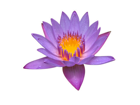 Purple high-resolution cutout of a vibrant purple lily Flower Isolated in Sri lanka on Transparent Background