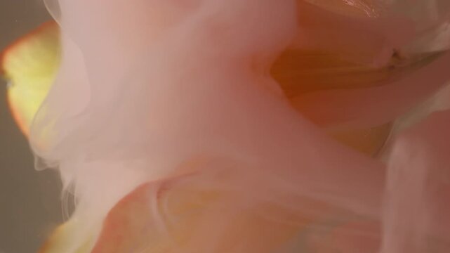 Vertical video. Flower abstraction. Splash paint. Blur yellow pink color tulip drop smog in water nature floating on floral art environmental background.