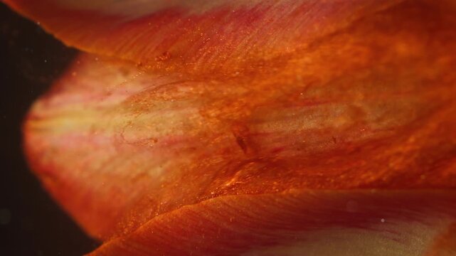 Vertical video. Nature flower. Petals splash. Defocused yellow red color tulip plant fog paint in water on abstract acrylic background.